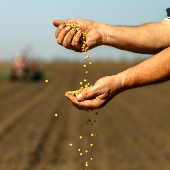 The translation of "Silphie Anbau" is "Silphie cultivation.