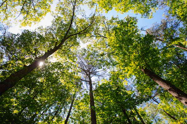 The translation of "Baumkrone" is "tree crown.