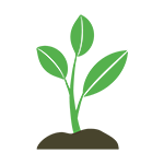 A green plant sprout with several leaves growing from dark soil.