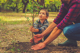 An adult is helping a child plant a small tree in the ground. Both are focused intently on the plant.