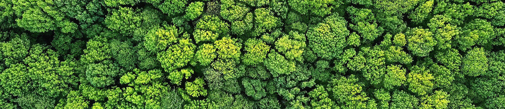 The translation of "Bume von oben" is "Trees from above.