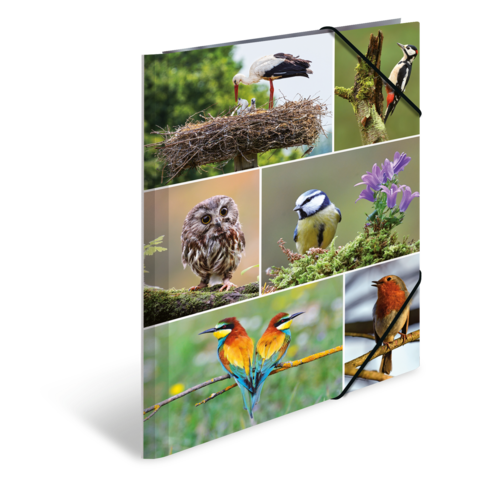 Eine Collage mit verschiedenen Vögeln, darunter ein Storch, ein Eulchen, ein Blaumeise, ein Specht und bunte Bienenfresser.