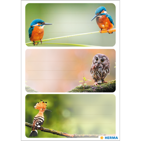 Zwei Eisvögel auf einem Ast, ein Uhu in der Mitte und ein Wiedehopf auf einem anderen Ast, umgeben von sanften Farben.