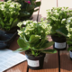 Blühende Kalanchoe-Pflanzen in Töpfen stehen auf einem Tisch, umgeben von weiteren Pflanzen und Pflegeanleitungen.