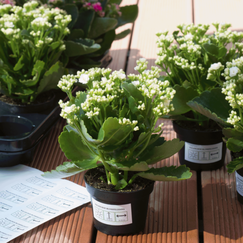 Blühende Kalanchoe-Pflanzen in Töpfen stehen auf einem Tisch, umgeben von weiteren Pflanzen und Pflegeanleitungen.