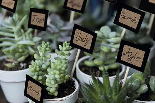 Small plants labeled with handwritten tags.