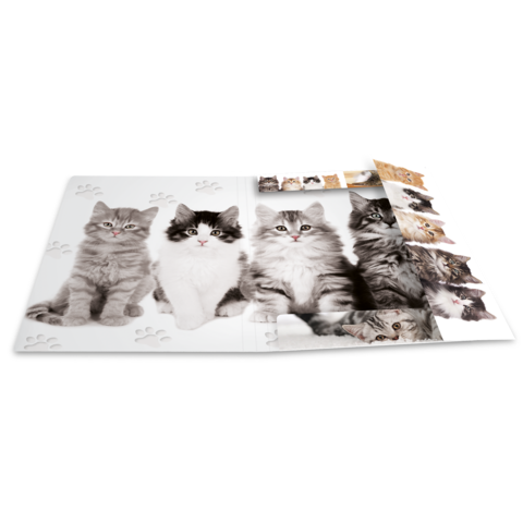 Ein aufgeschlagenes Album mit Fotos von verschiedenen Katzen, darunter graue und schwarz-weiße Tiere, auf einem weißen Hintergrund.