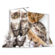 Ein aufklappbares Buch mit Bildern von verschiedenen Katzen, darunter spielende und schlafende Kätzchen in verschiedenen Posen.