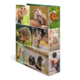 Collage von kleinen Tieren, darunter Hamster, Meerschweinchen, Igel, Kaninchen und ein Eichhörnchen, in verschiedenen Posen und Umgebungen.