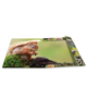 Ein Eichhörnchen sitzt auf einem Baumstamm und hält eine Nuss in den Vorderpfoten, umgeben von grünem Moos.