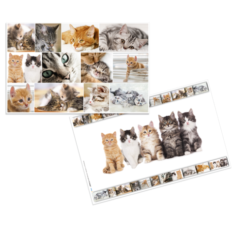 Eine Collage mit verschiedenen Katzenbildern, die verschiedene Rassen und Farben zeigt, darunter Kätzchen und ausgewachsene Katzen.
