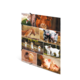 Eine Collage mit verschiedenen Tieren: Kühe, Schweine, Pferde, Enten und Ziegen in ländlicher Umgebung.