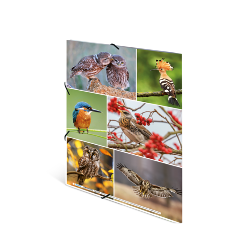 Eine Collage mit verschiedenen Vögeln, darunter Eulen, ein Eisvogel, ein Specht und ein fliegender Vogel, die auf Ästen und in der Natur abgebildet sind.