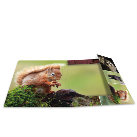Ein Eichhörnchen sitzt auf einem Baumstamm und hält eine Nuss, umgeben von grünem Moos und einer unscharfen Hintergrundlandschaft.