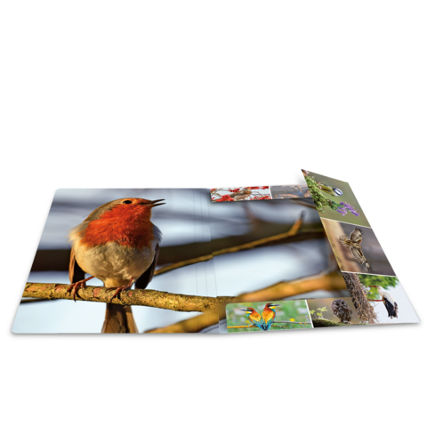 Ein Rotkehlchen sitzt auf einem Ast, während ein aufgeschlagenes Buch mit Bildern von Vögeln und Blumen daneben liegt.