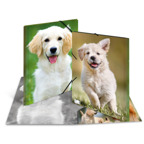 Zwei fröhliche Welpen auf einem Stapel von Fotokarten, die in einer grünen Wiese posieren.